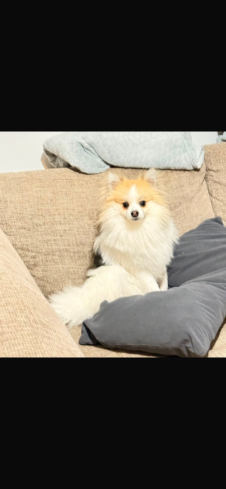 Pomeriaan, Dieren en Toebehoren, Honden | Chihuahua's en Gezelschapshonden, 15 weken tot 1 jaar, Eén hond, Nederland, Particulier