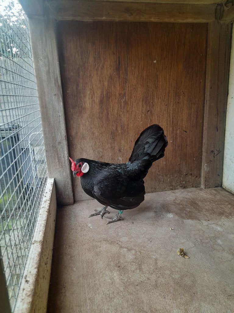 Java krielen te koop, Dieren en Toebehoren, Vrouwelijk, Kip