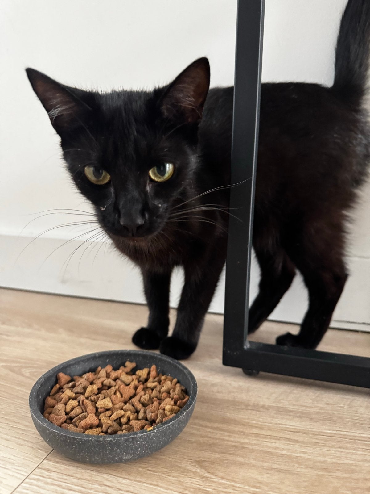 Poes 1 jaar, Poes, Kortharig, 0 tot 2 jaar