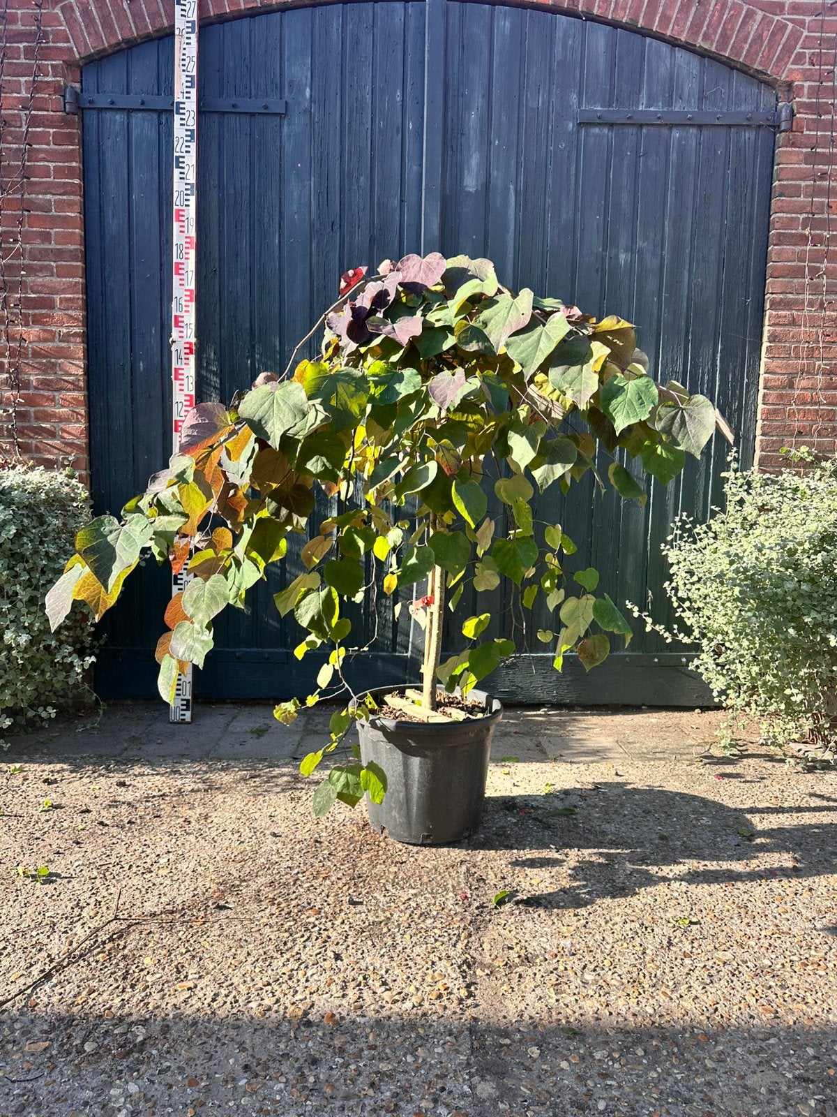 Cercis canadensis 'Ruby Falls (hangende judasboom), Tuin en Terras, Ophalen, Volle zon, Palmboom, 100 tot 250 cm