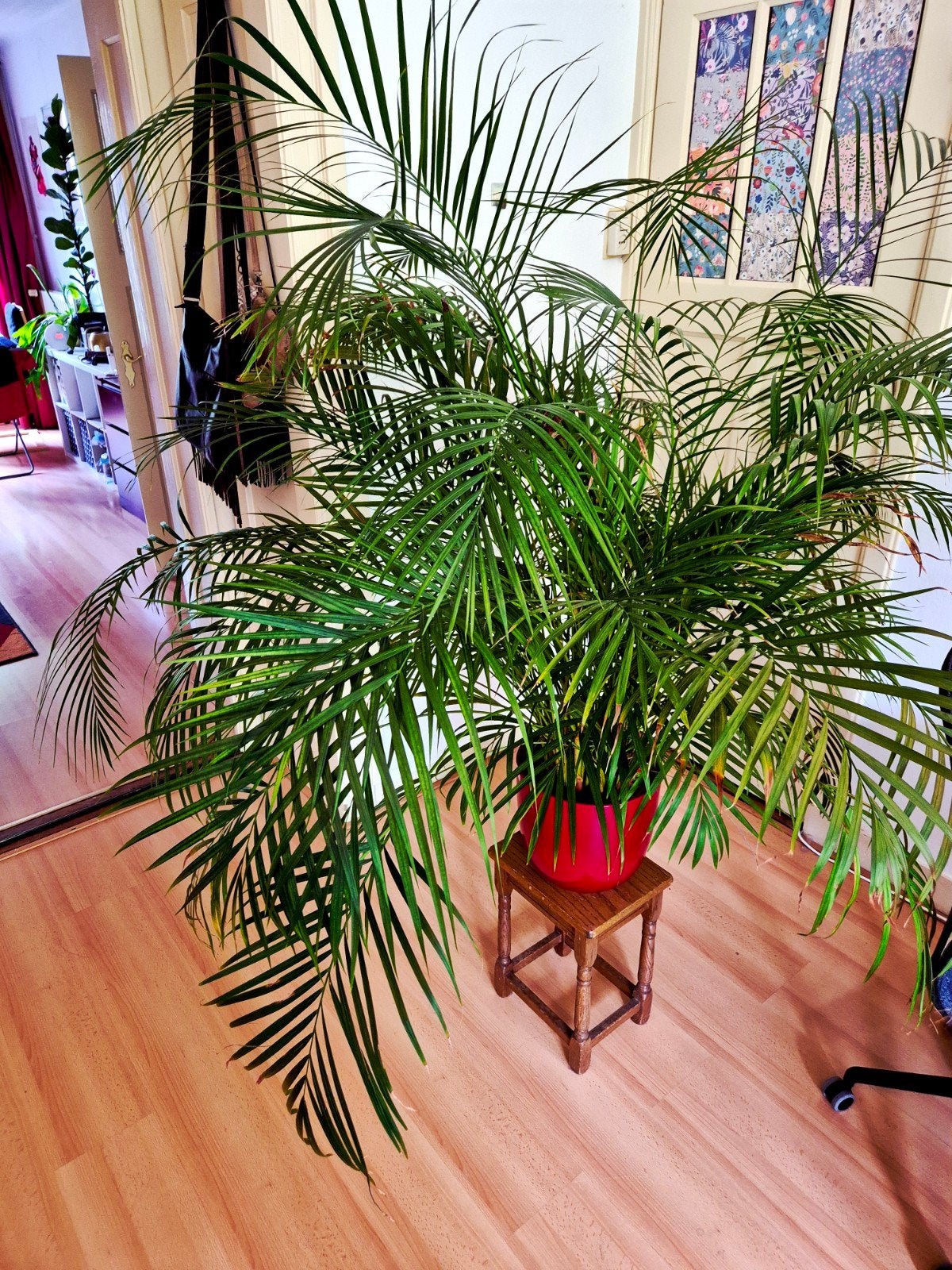 Lush golden palm, Ophalen, Halfschaduw, 150 tot 200 cm