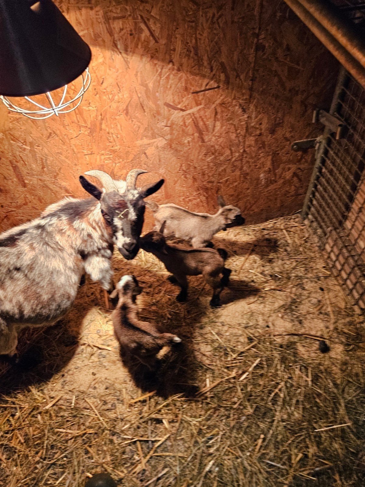 Mooie fles geiten bokjes, Dieren en Toebehoren, Schapen, Geiten en Varkens, Mannelijk, Geit