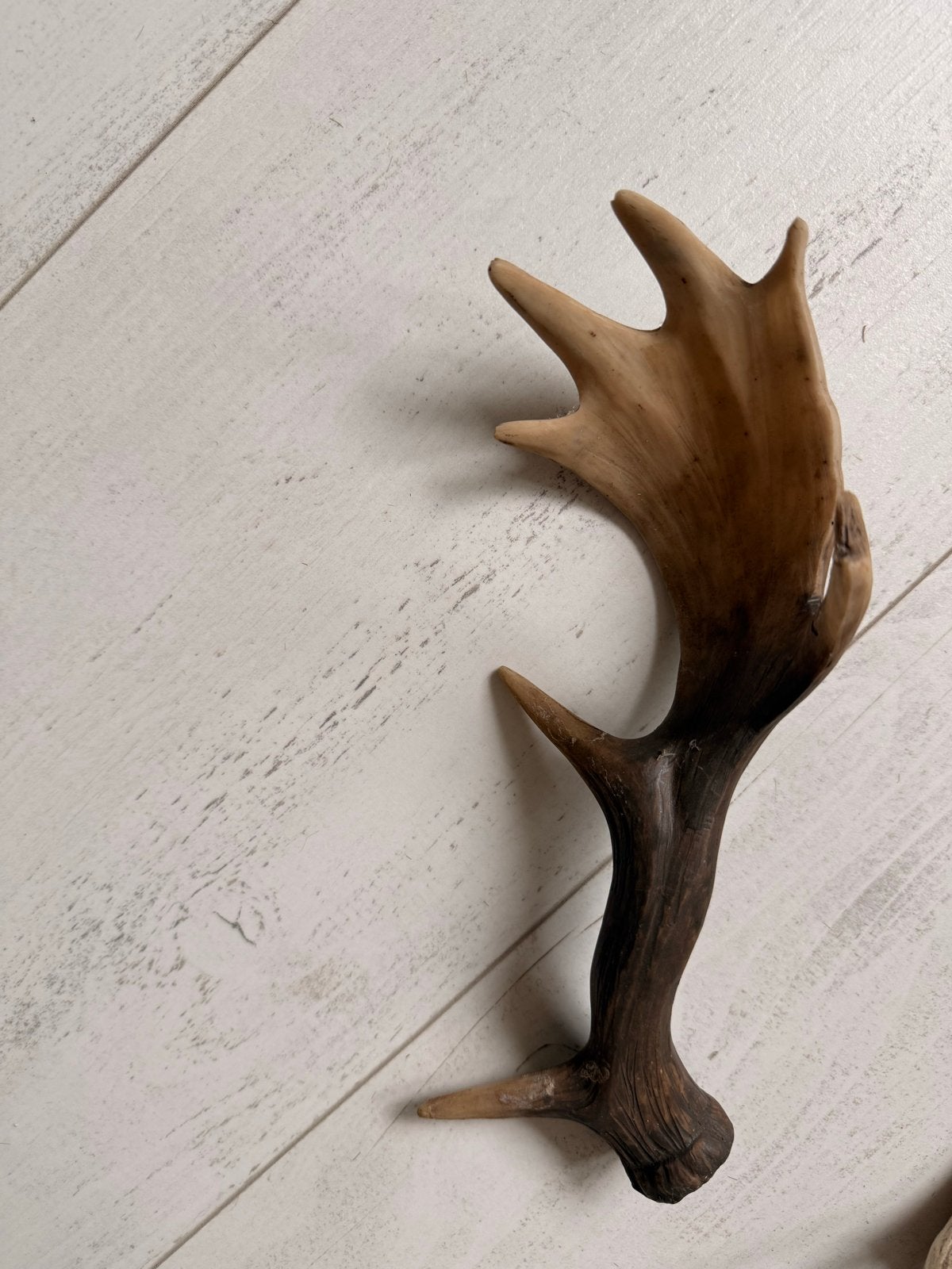Herten Gewei Decoratie - Uniek en Natuurlijk, Ophalen of Verzenden