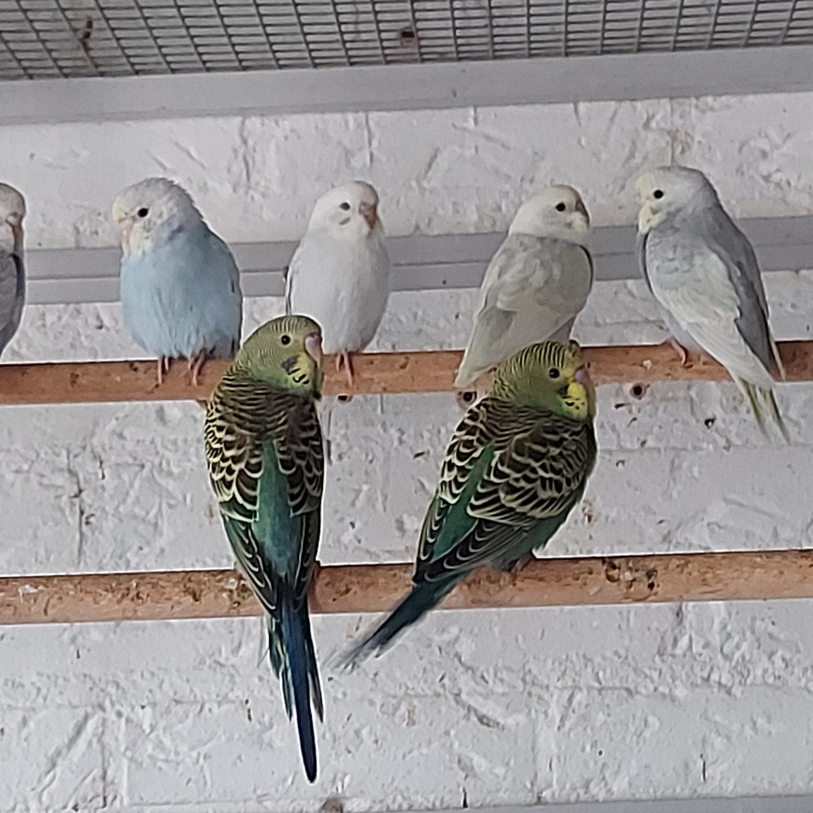 8 jonge grasparkietjes, Dieren en Toebehoren, Meerdere dieren, Parkiet, Tam