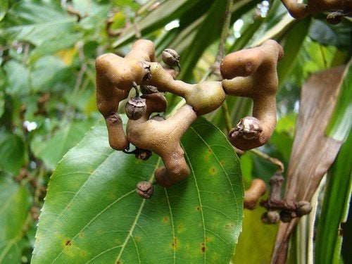 Japanse Rozijnenboom (Hovenia dulcis) 200 cm – Uniek, Ophalen of Verzenden, 100 tot 250 cm, Overige soorten, Zomer