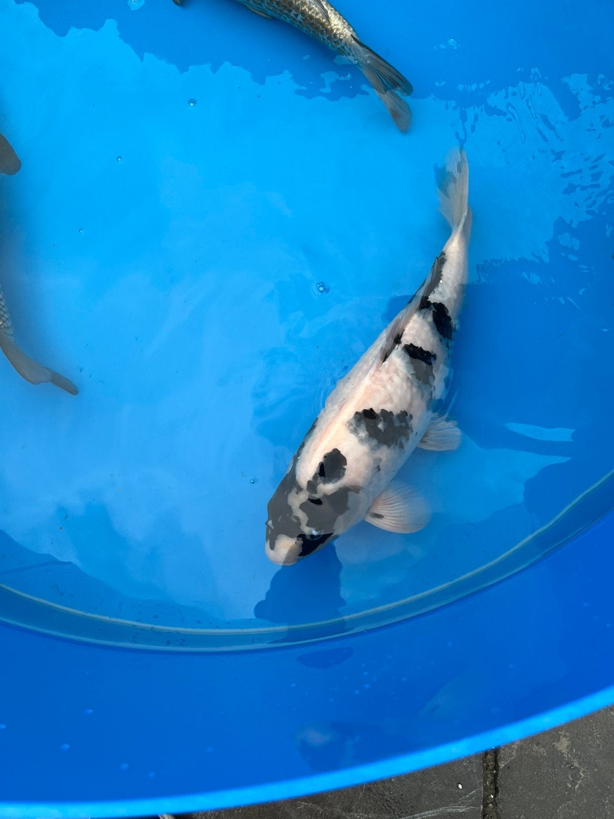 Prachtige Omosako female Shiro Utsuri Nisai – 49 cm –, Dieren en Toebehoren, Karper of Koi