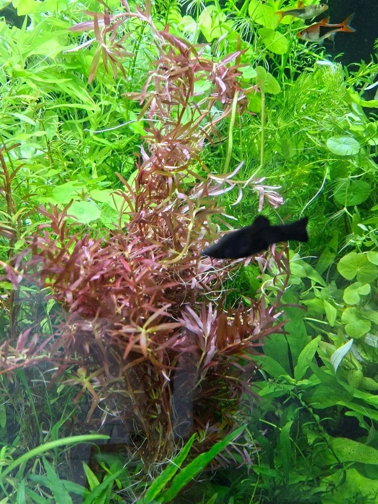 Rotala Red Blood Singapore kleurige aquariumplant, Ophalen of Verzenden, Zo goed als nieuw, Plant(en), Steen of Hout