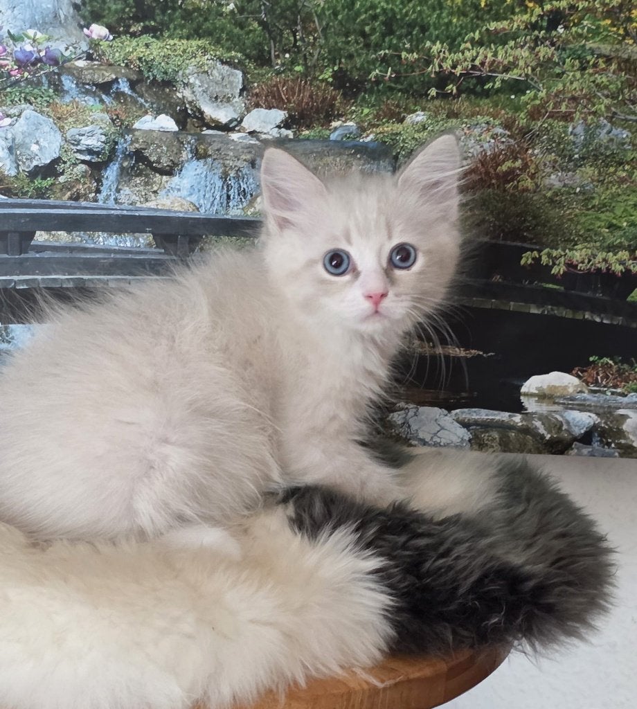 Prachtige, raszuivere Neva Masquerade kittens met stamboom, Dieren en Toebehoren, Katten en Kittens | Raskatten | Langhaar, Meerdere dieren