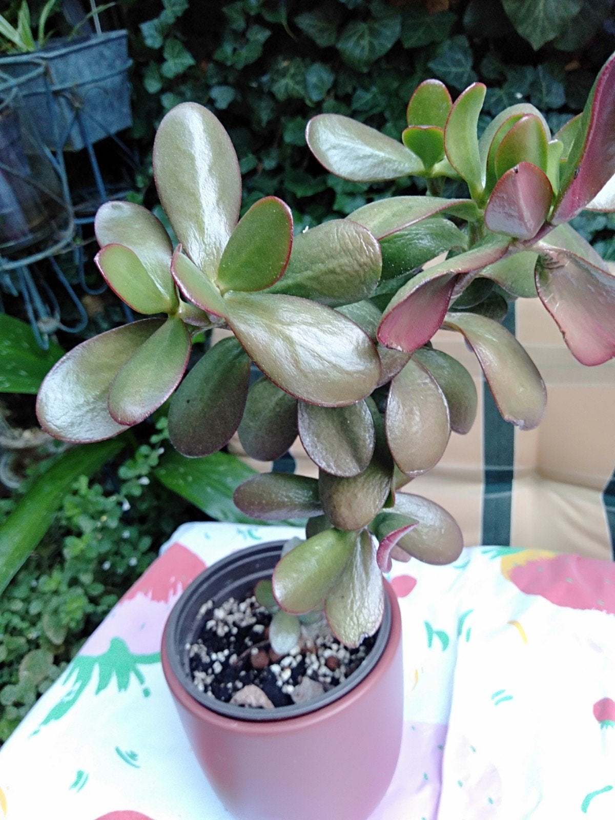 Crassula vetplant of Jade plant. Makkelijke kamerplant., Ophalen, In pot, Halfschaduw, Minder dan 100 cm