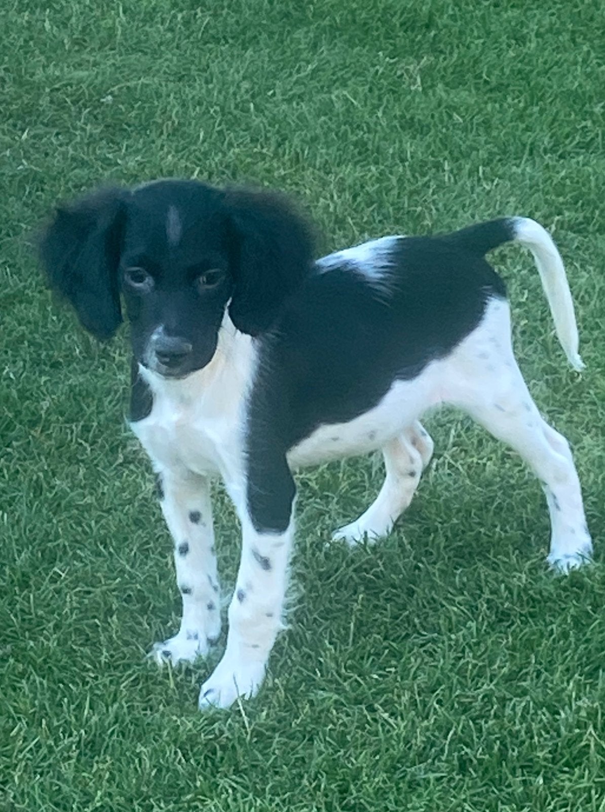 Prachtige HEIDEWACHTEL x FRIESE STABIJ pups, Parvo, Nederland, 8 tot 15 weken, Meerdere
