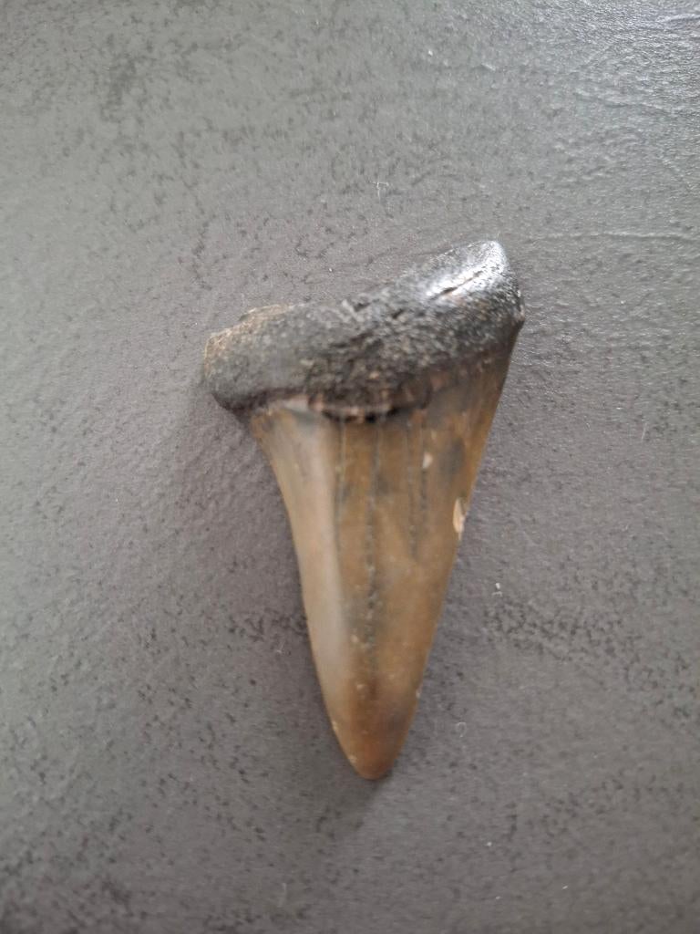 Te koop fossiele haaientand 4,5 bij 3 centimeter, Ophalen of Verzenden, Fossiel