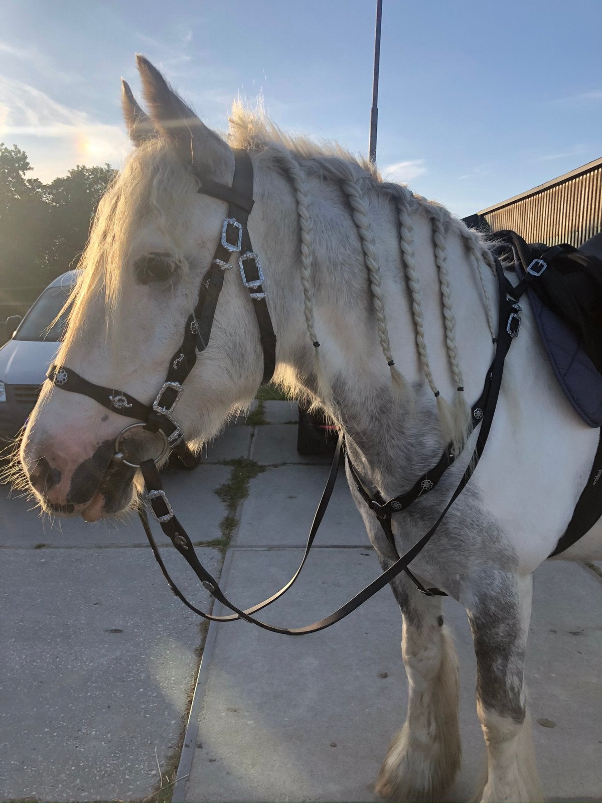 Barok hoofdstel zwart, teugels en borsttuig paard/ full, Hoofdstel, Ophalen of Verzenden, Verstelbaar, Full