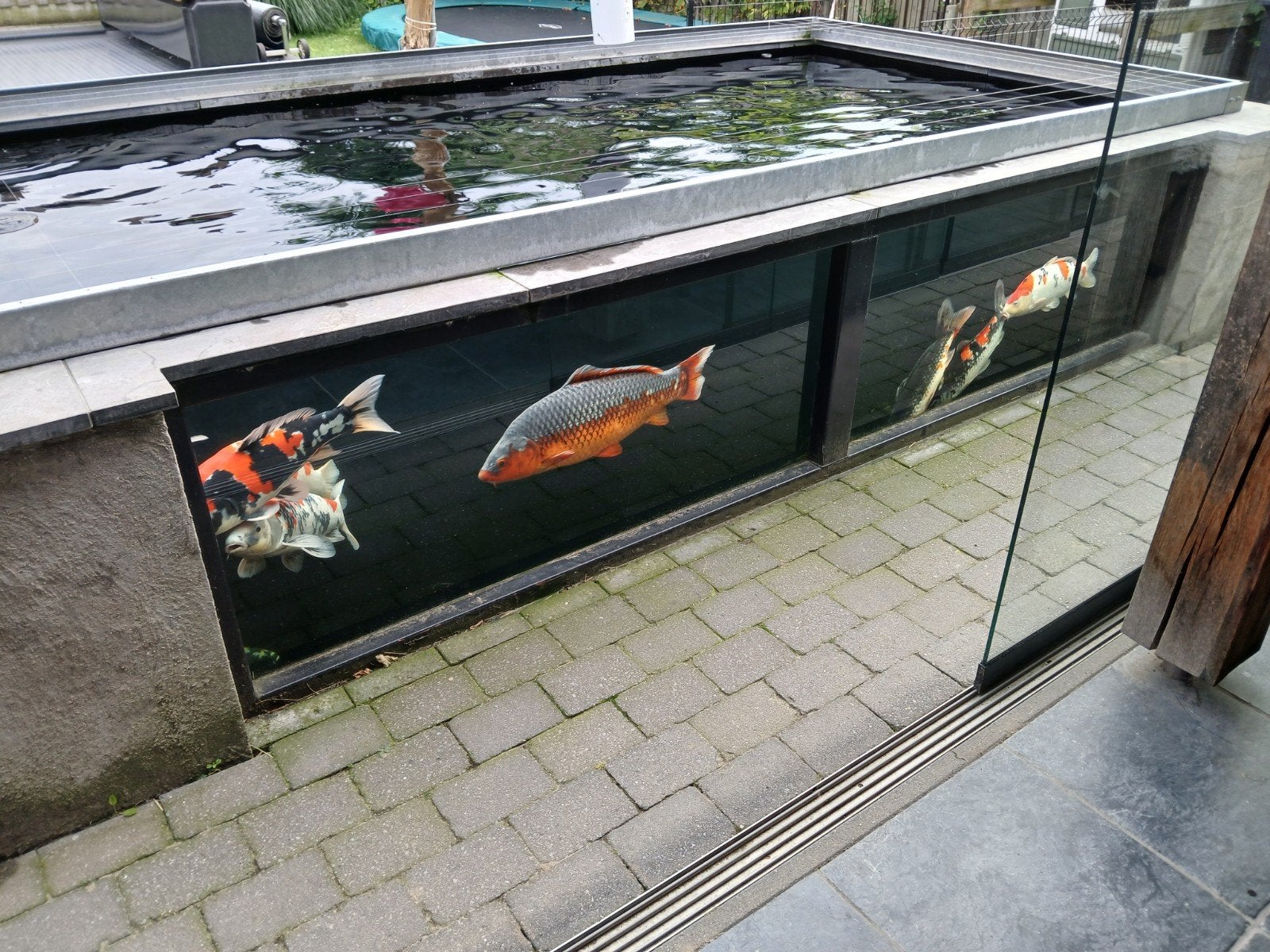 Japanse koi asagi, Dieren en Toebehoren, Vissen | Vijvervissen, Karper of Koi