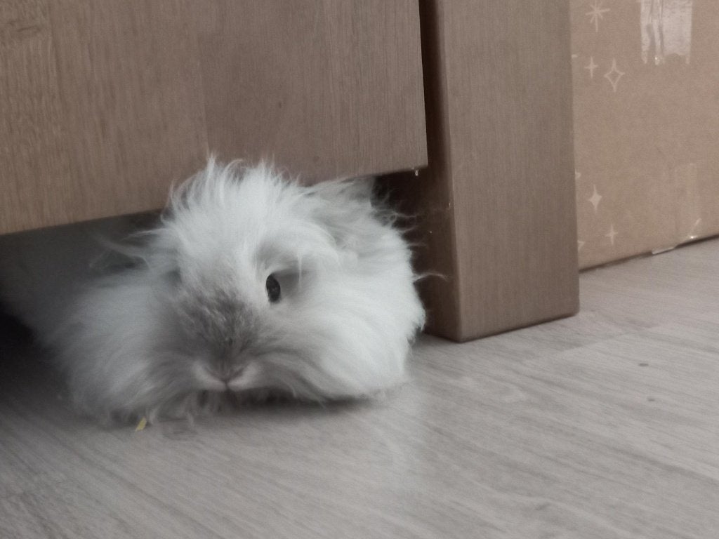Lief teddy dwerg konijntje te koop, Dieren en Toebehoren, Konijnen, Vrouwelijk, Dwerg