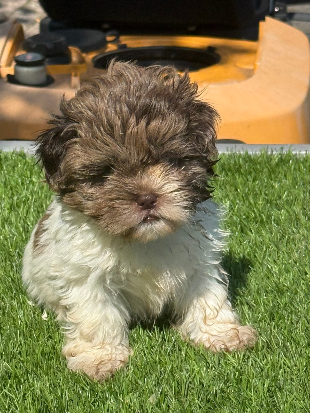 Te koop leuke Boomer pups, Dieren en Toebehoren, Honden | Niet-rashonden, Parvo, Nederland, 8 tot 15 weken, Meerdere