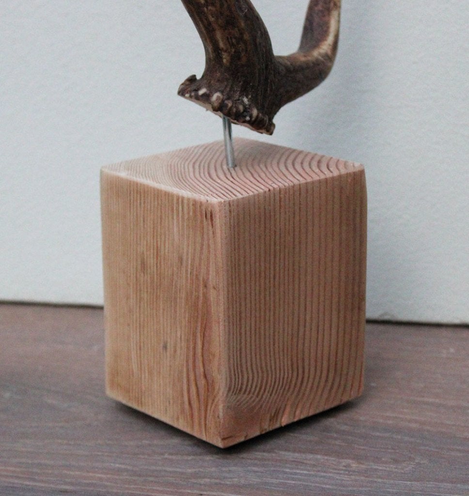DAMHERT GEWEI op houten sokkel - ref. F, Ophalen of Verzenden, Nieuw, Hert, Gewei of Kop