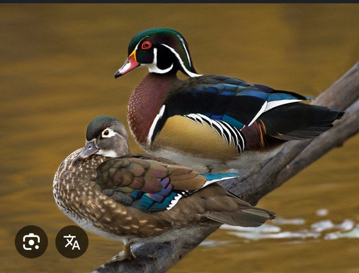 Carolina eend, Dieren en Toebehoren, Pluimvee, Meerdere dieren, Eend