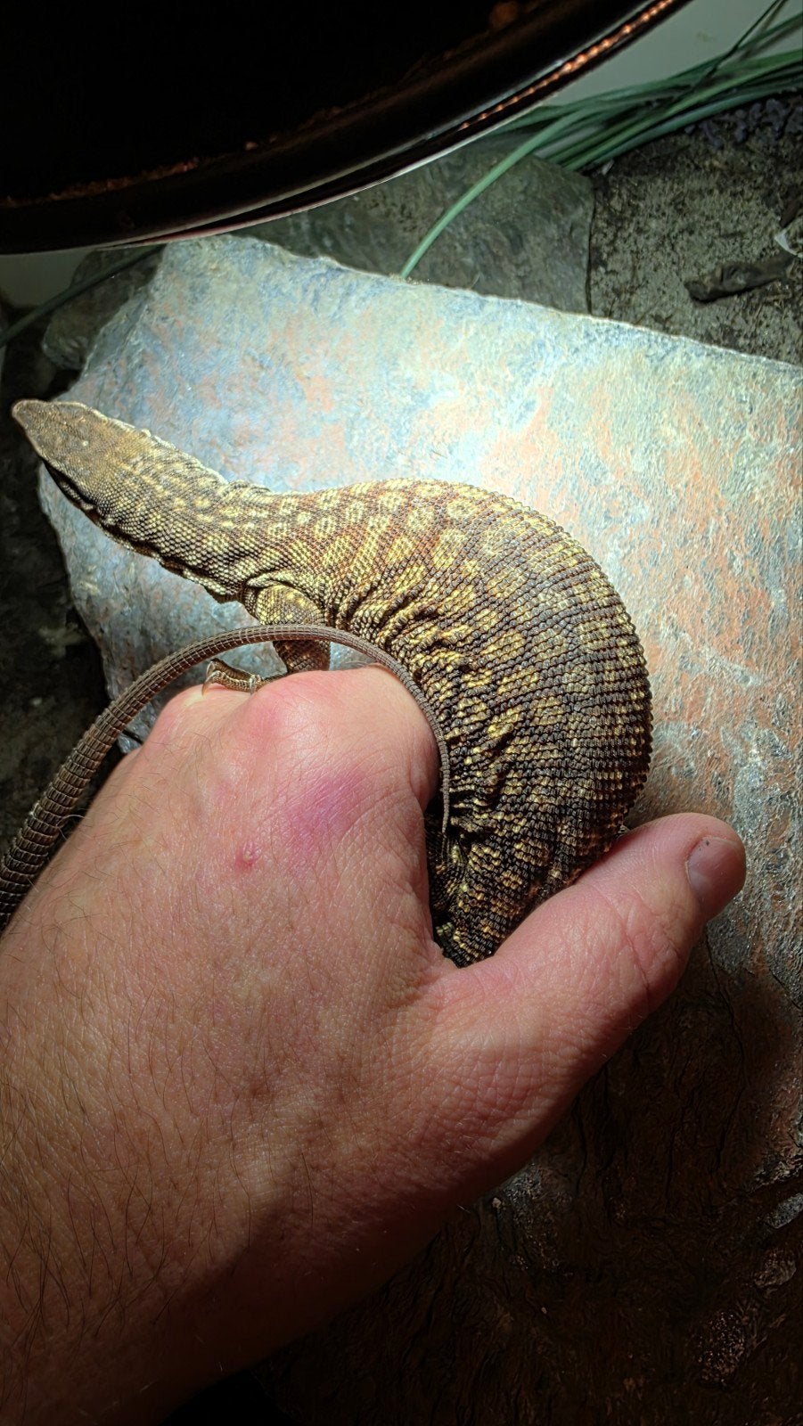 Varanus Acanthurus  5x inclusief Terrarium Monitor Lizard photo 4