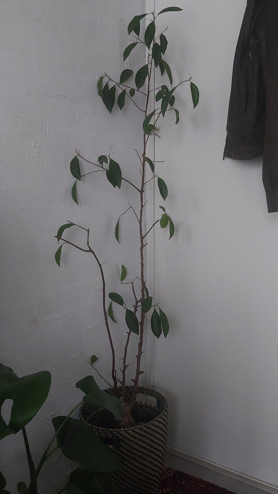 Schefflera, Ophalen, Overige soorten, Haag, 100 tot 250 cm