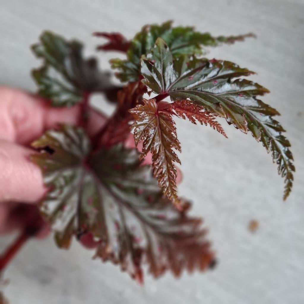 Begonia Serratipetala stekje, Huis en Inrichting, Kamerplanten, Ophalen of Verzenden, Halfschaduw, Minder dan 100 cm