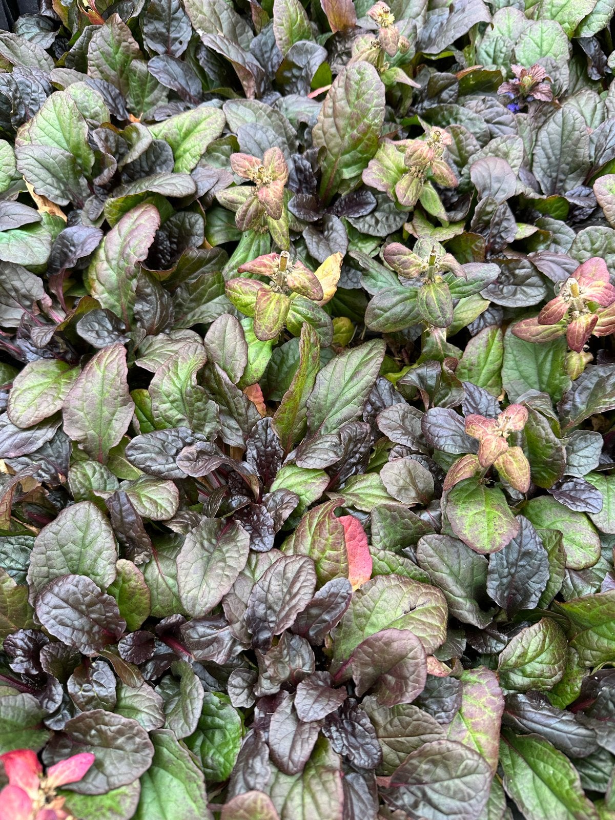 Ajuga Atropurpurea P9 - Bodembedekker met paarse bladeren, Bodembedekkers, Vaste plant, Ophalen of Verzenden, Halfschaduw