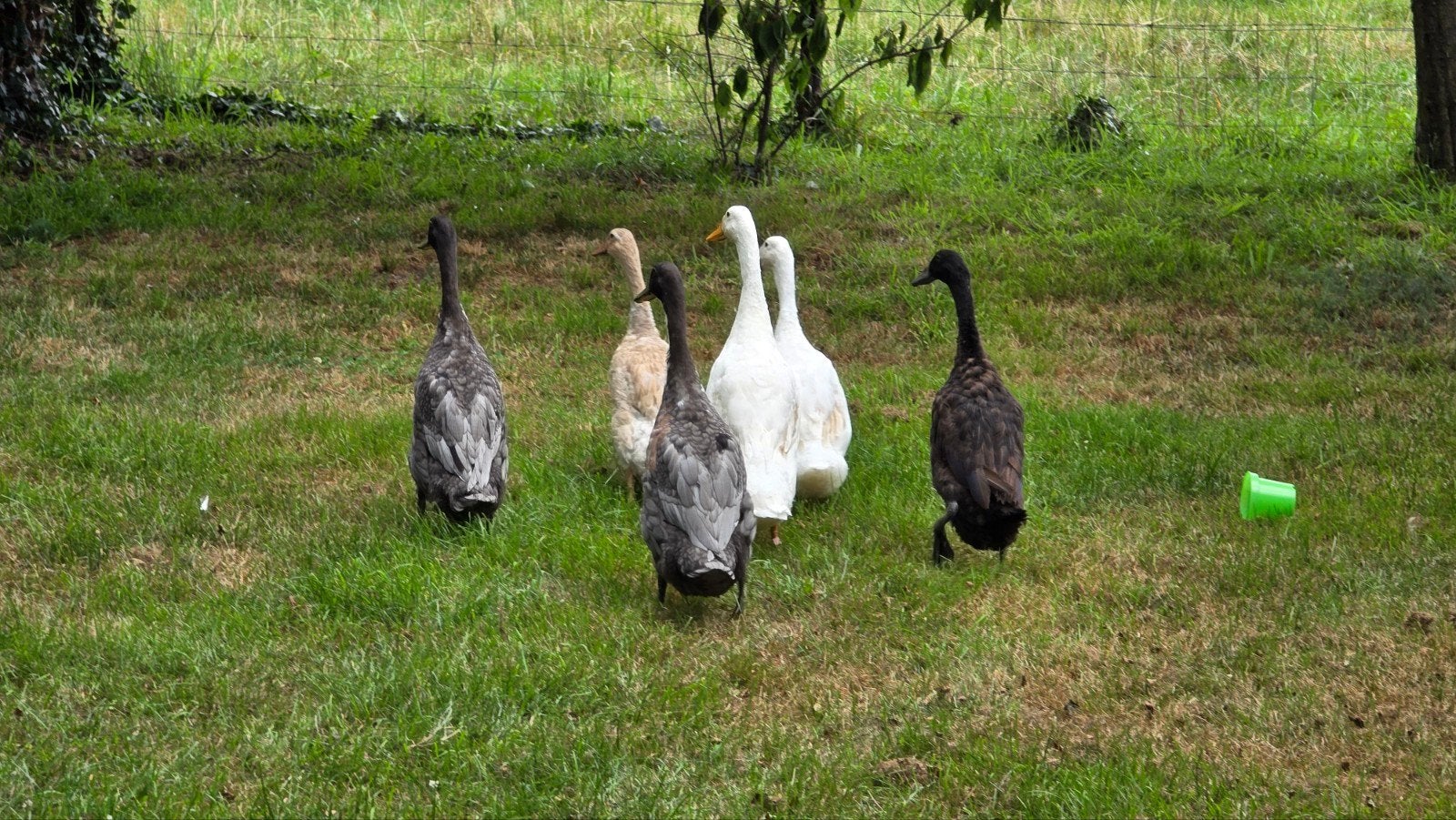Loopeenden, Dieren en Toebehoren, Pluimvee, Mannelijk, Eend