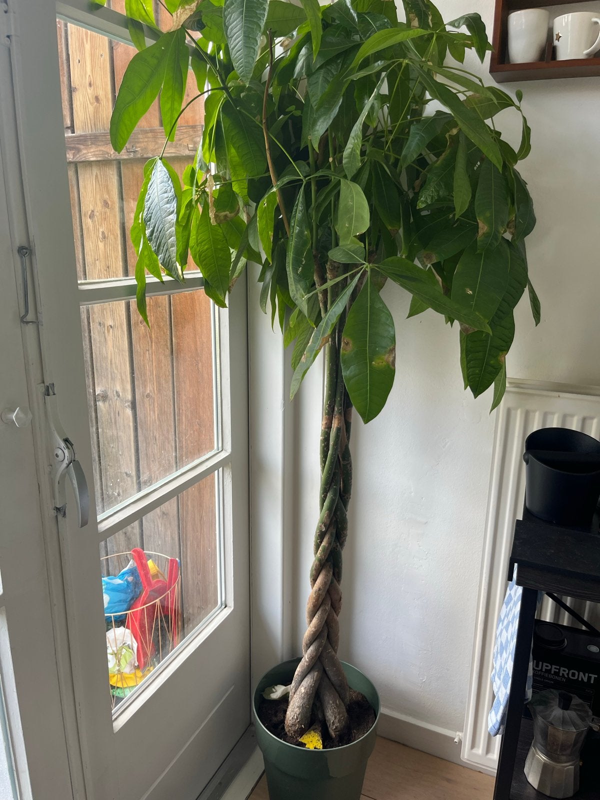 Grote Pachira Aquatica (Geldboom) - 150-200 cm, Ophalen, Overige soorten, Halfschaduw, In pot