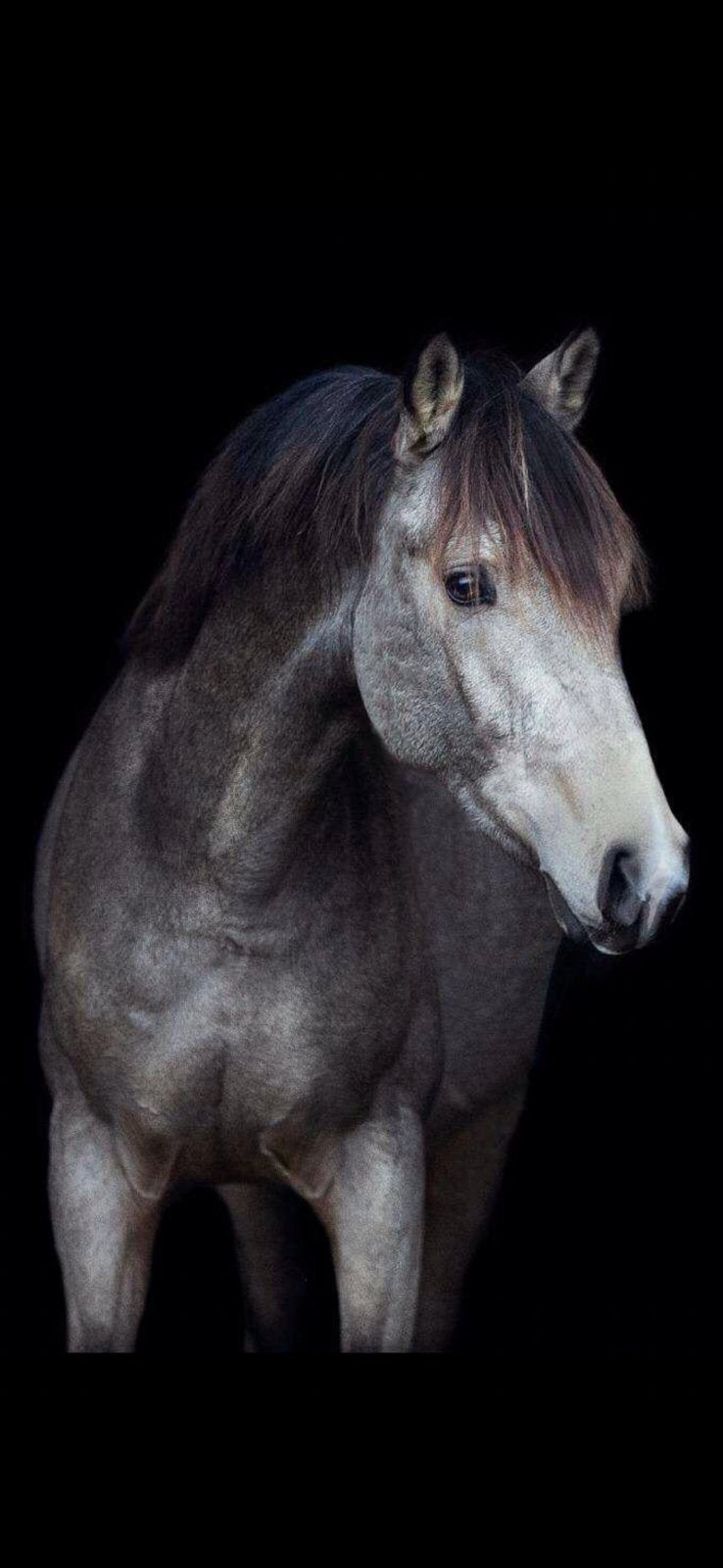 Bono 8 jarige D pony met uitstraling en Top karakter, Ruin