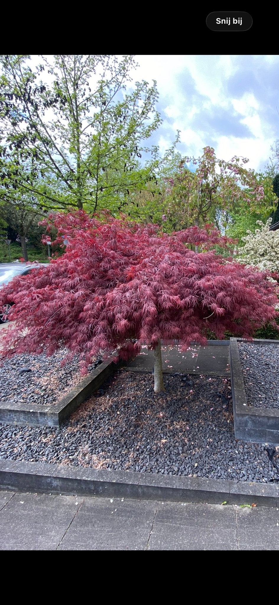 Japanse Esdoorn (Acer palmatum) - Prachtige Bolboom, Tuin en Terras, Planten | Bomen, Halfschaduw, Lente, 100 tot 250 cm, Ophalen