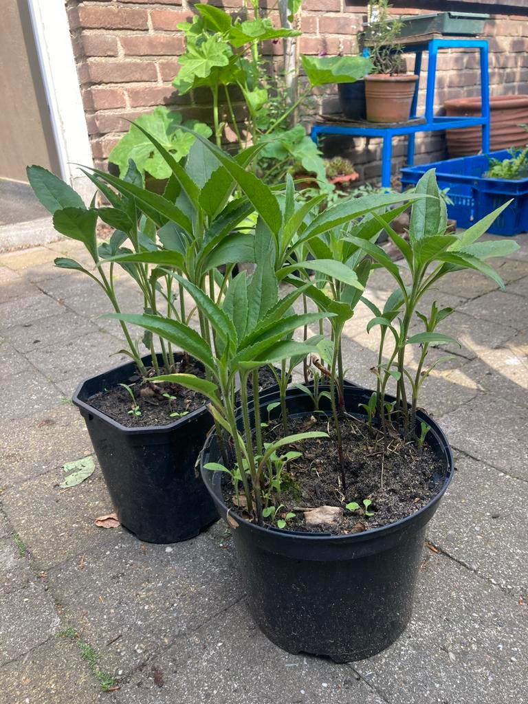 Helianthus - vaste zonnebloem, Volle zon, Vaste plant, Zomer, Ophalen