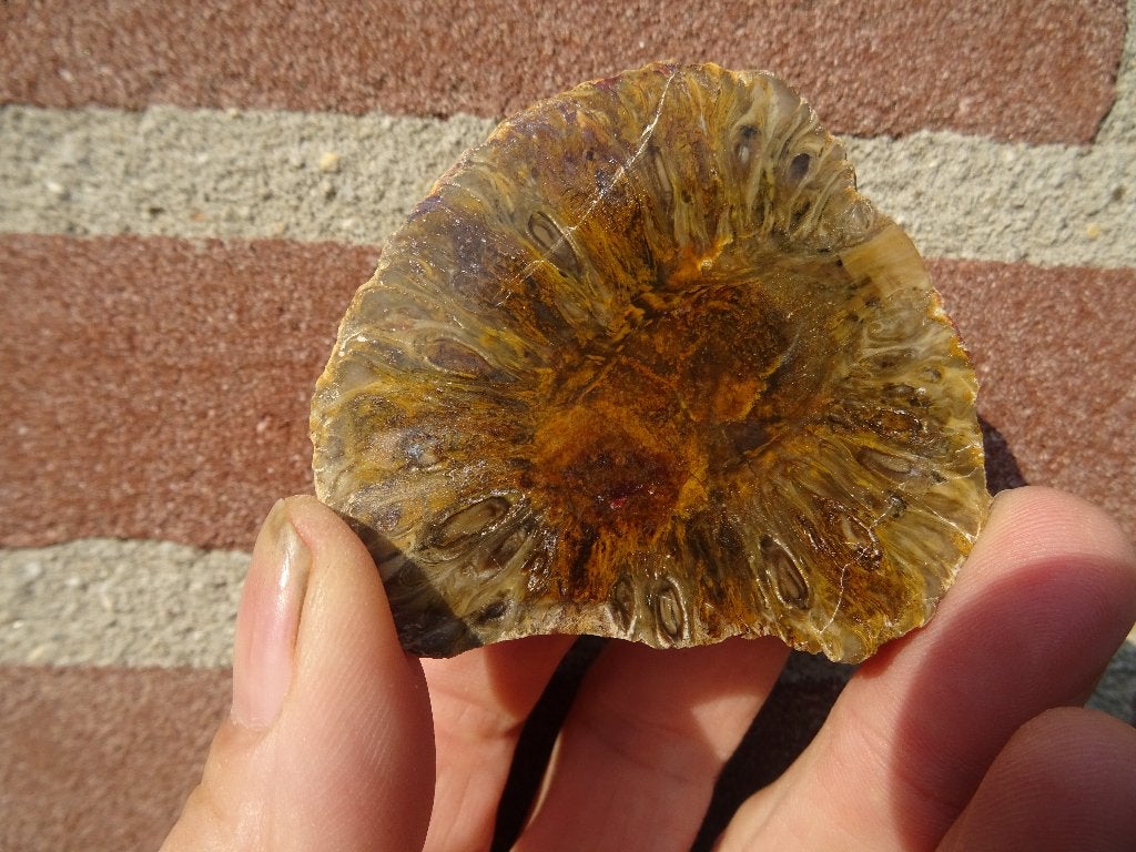 Araucaria mirabilis, versteende dennenappel, Ophalen of Verzenden, Fossiel