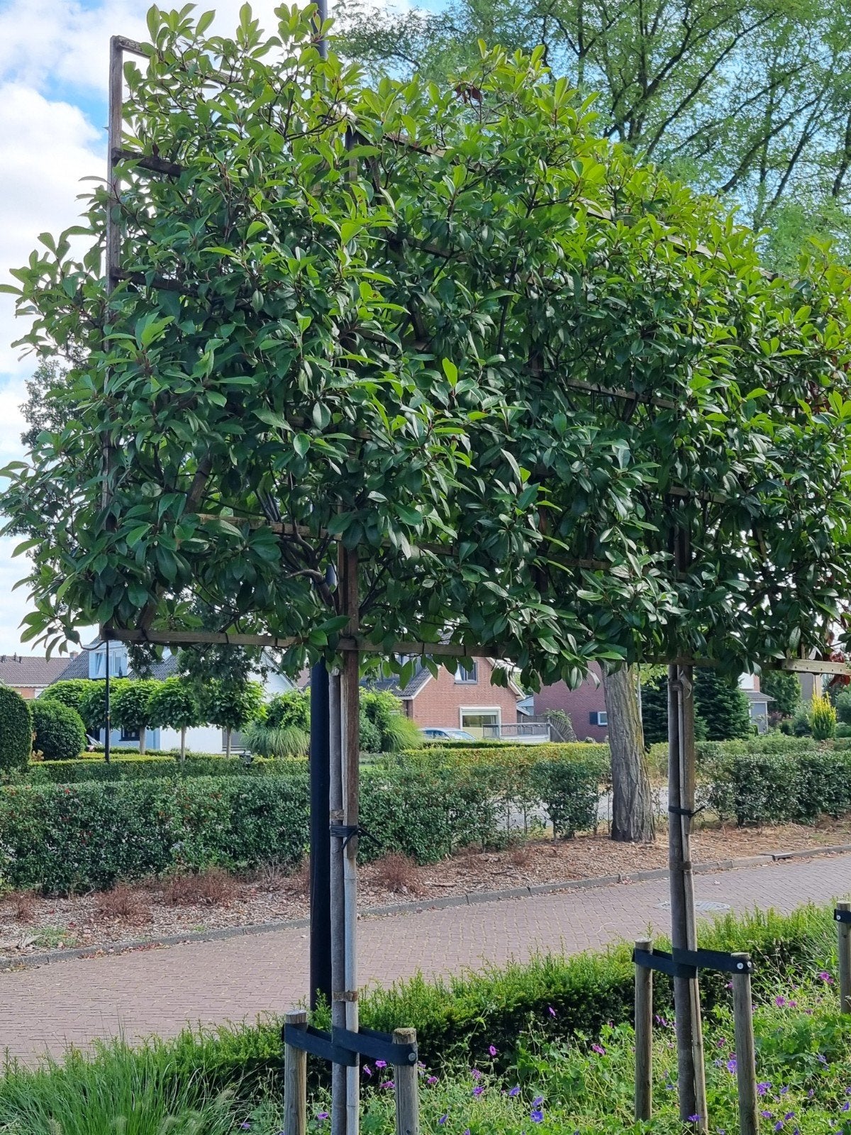Leiboom  Glansmispel- Ideaal voor privacy en schaduw, Tuin en Terras, Leiboom, Lente, 400 cm of meer, Ophalen