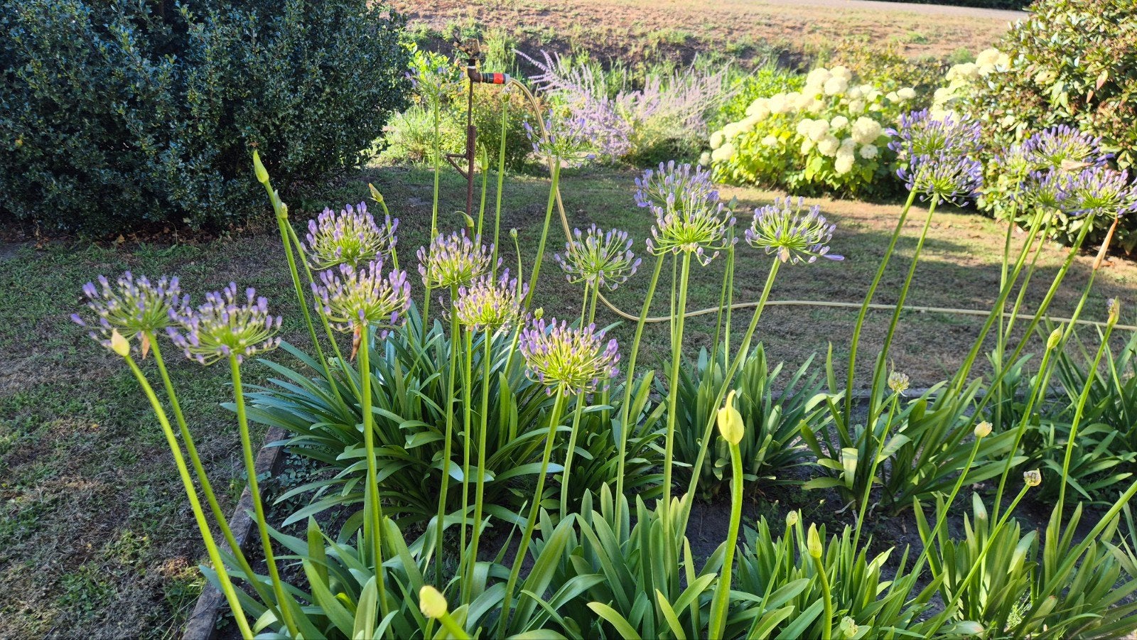 Agapanthus planten - Afrikaanse lelie, Ophalen, Overige soorten, Volle zon