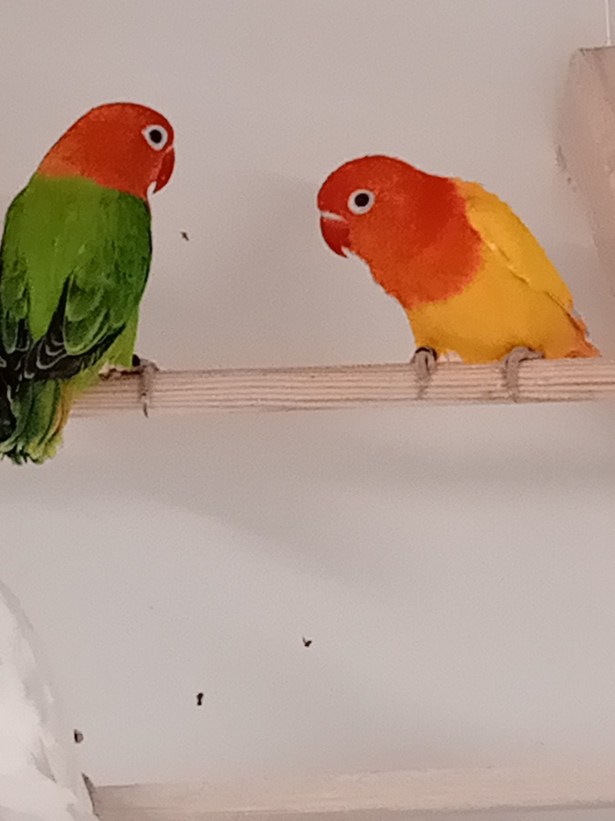 Opaline fischeries, Meerdere dieren, Dwergpapegaai of Agapornis