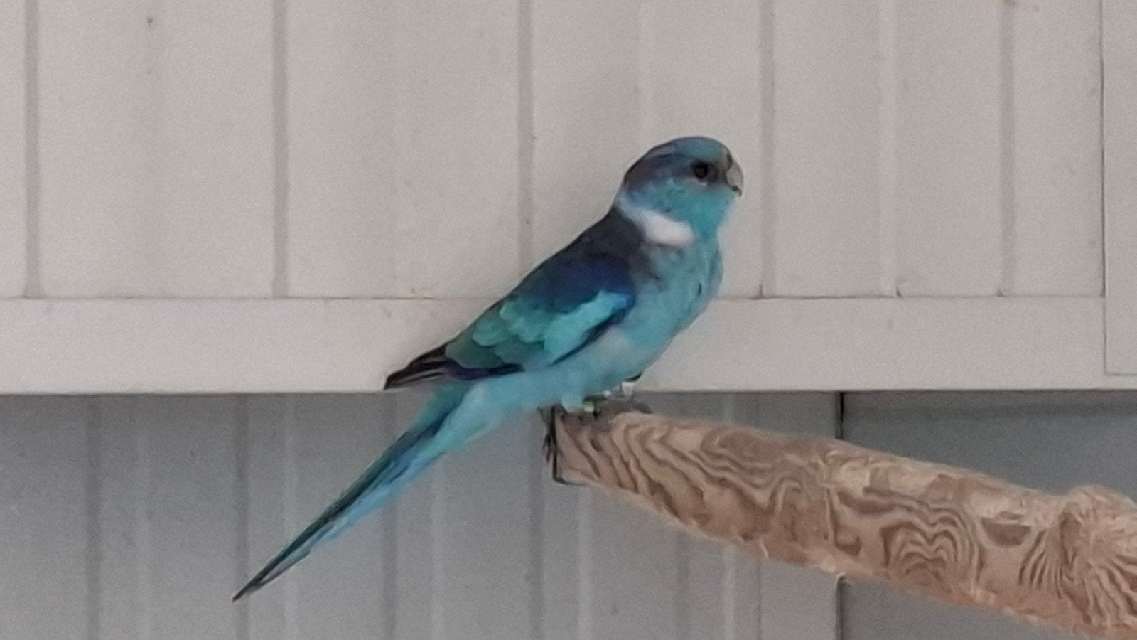 blauwe barnard parkiet, Dieren en Toebehoren, Mannelijk, Parkiet, Geringd