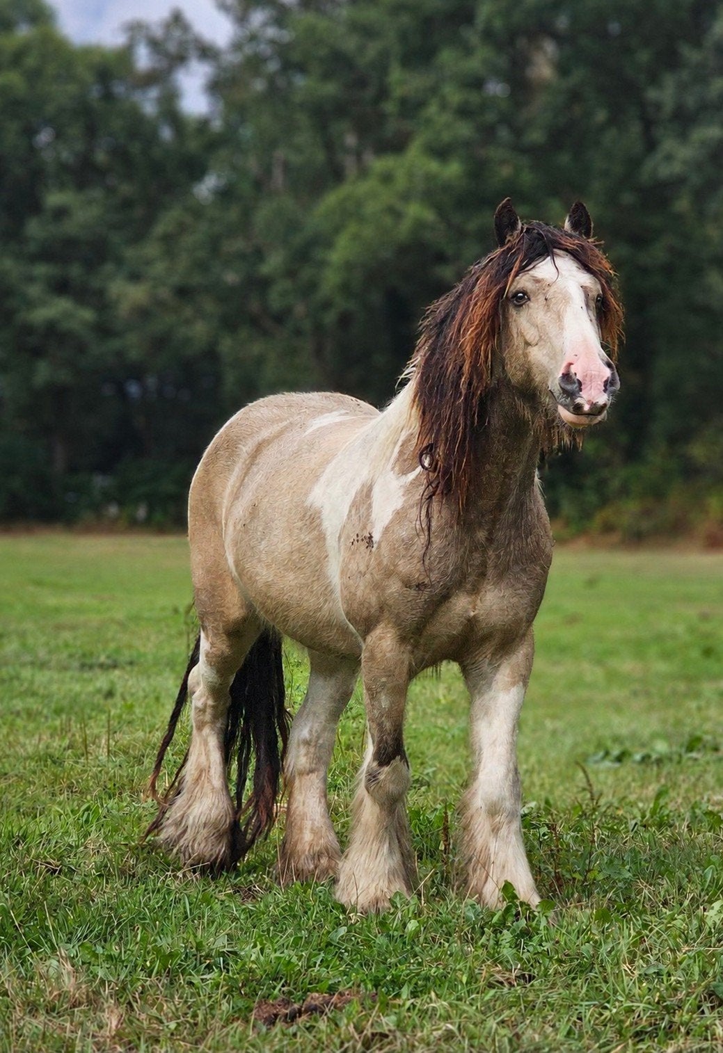 Prachtige tinker s zoekt 5 * huis., Dieren en Toebehoren, Paarden, Minder dan 160 cm, Met stamboom, Ruin, 3 tot 6 jaar