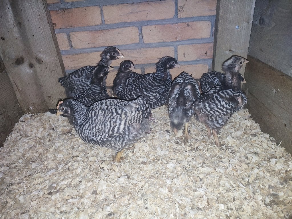 Jonge Amrock groot ras hennen en hanen, Dieren en Toebehoren, Meerdere dieren, Kip