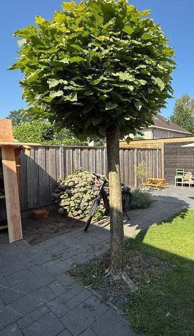 Bolcatalpa 20 jaar oud! met stamomtrek 65 cm heb er 2., Tuin en Terras, Zomer, 400 cm of meer, Ophalen, Volle zon