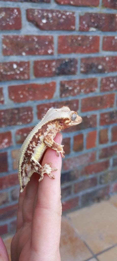 Rode Lilly White wimpergekko man Crested Gecko photo 3