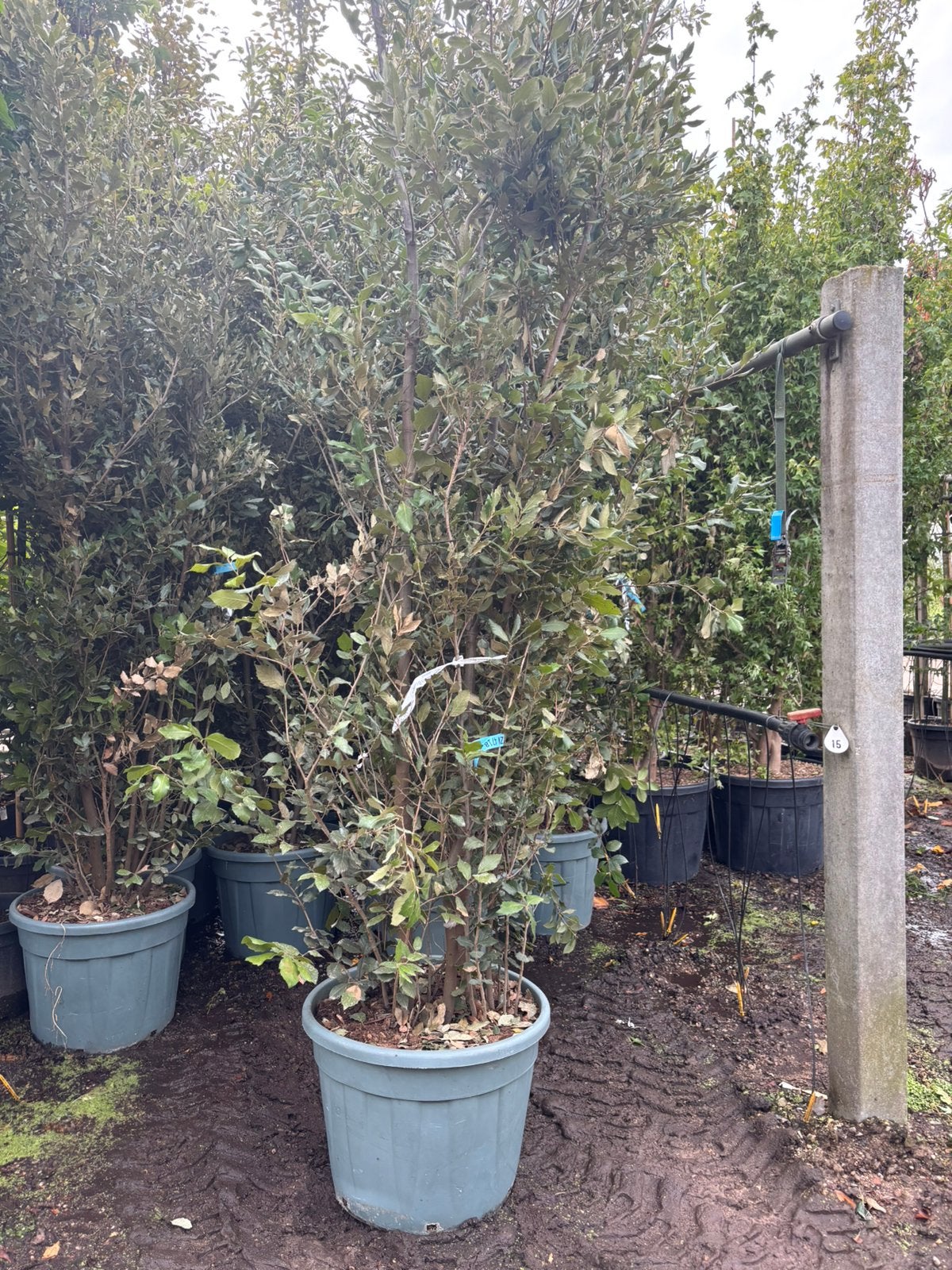 Quercus ilex – Meerstammige steeneik, In pot, Bloeit niet, Halfschaduw, 250 tot 400 cm
