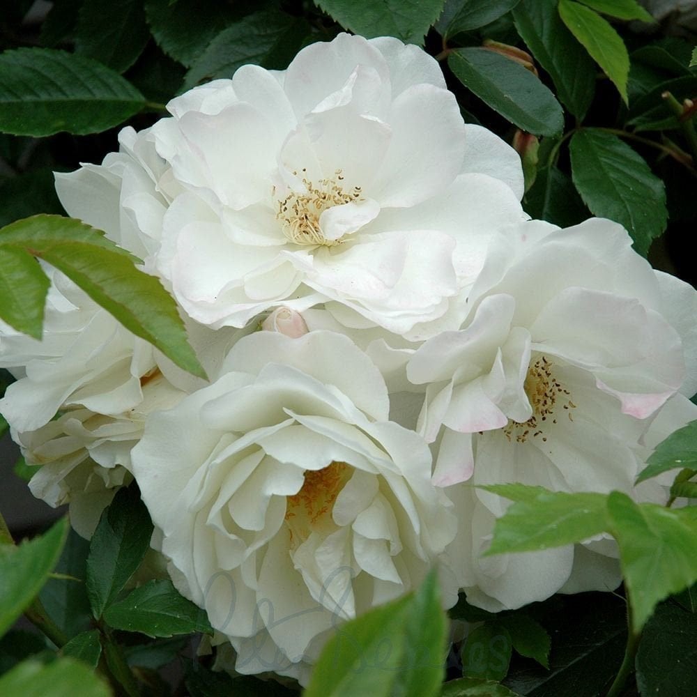 Witte klimroos met knoppen- Climbing Iceberg- Doorbloeiend, Vaste plant, Ophalen of Verzenden, Halfschaduw, Klimplanten