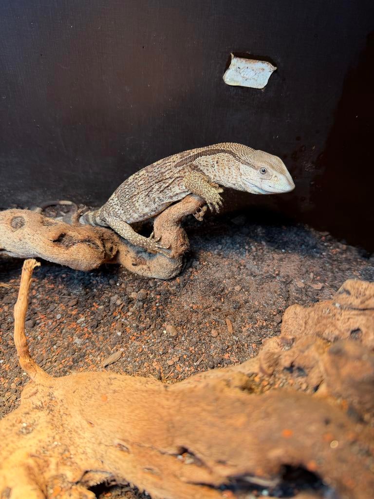 Varanus albigularis (Witkeelvaraan) Monitor Lizard - male for sale from P