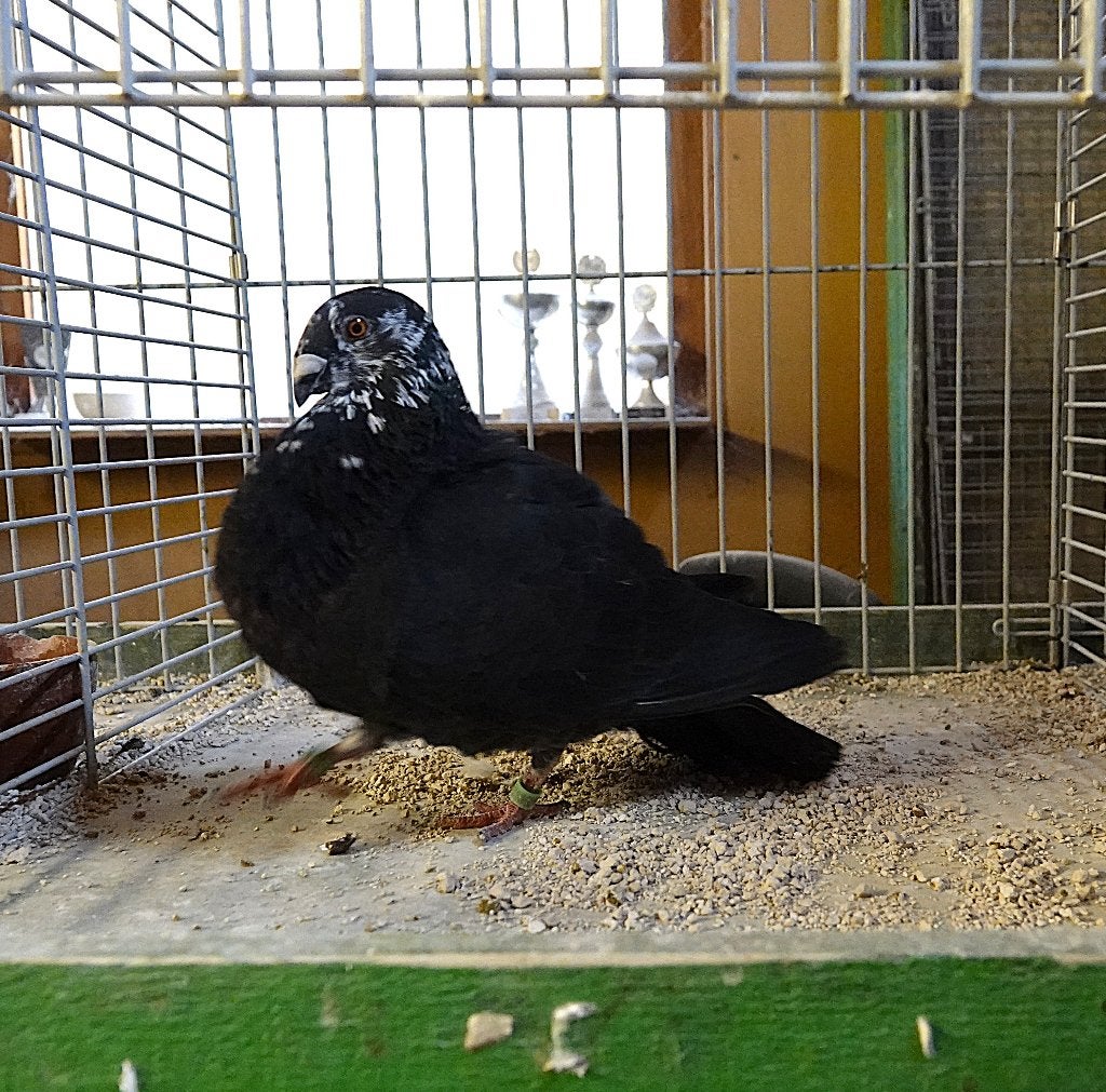 Gorguero Duivin, Dieren en Toebehoren, Vrouwelijk, Kropper