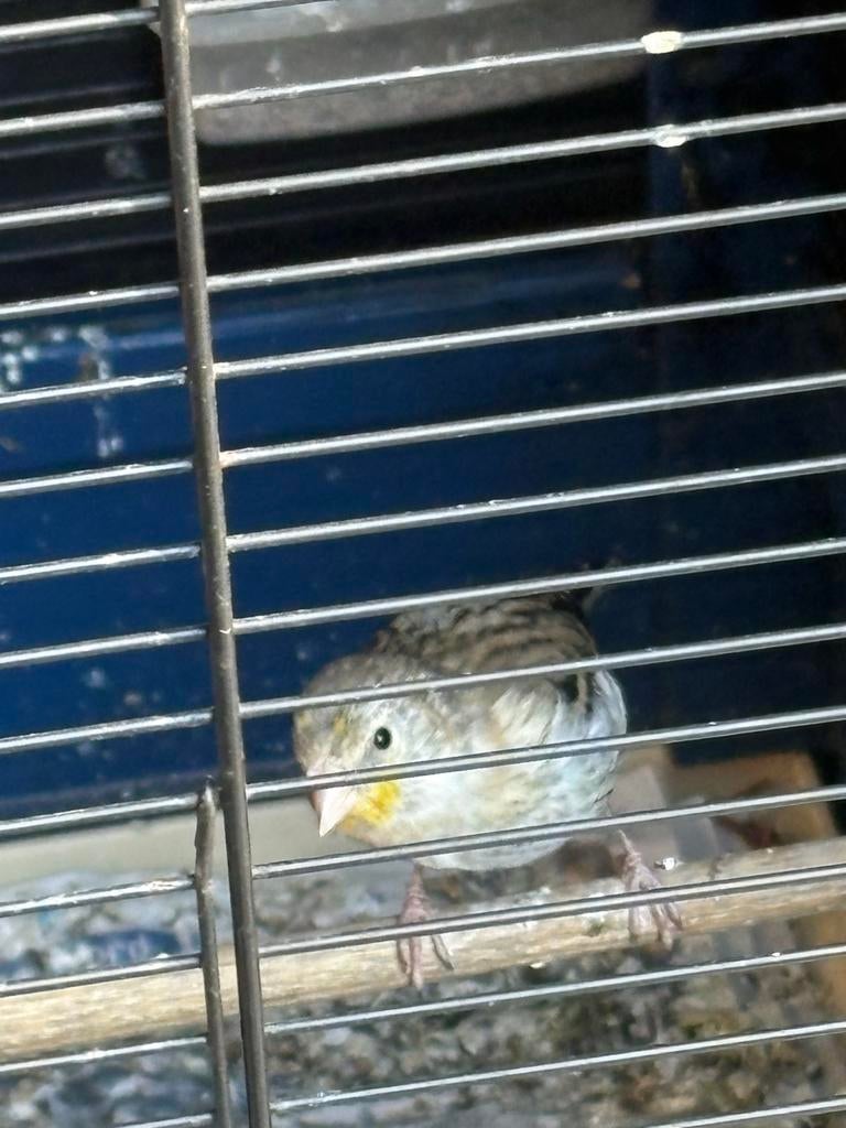 Putter Bastaard 2026, Dieren en Toebehoren, Vogels | Overige Vogels, Mannelijk, Wildzangvogel