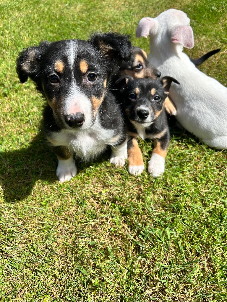 Hele lieve Corgi X jack russel pups te koop!, Dieren en Toebehoren, 8 tot 15 weken, Meerdere, Meerdere dieren, Klein