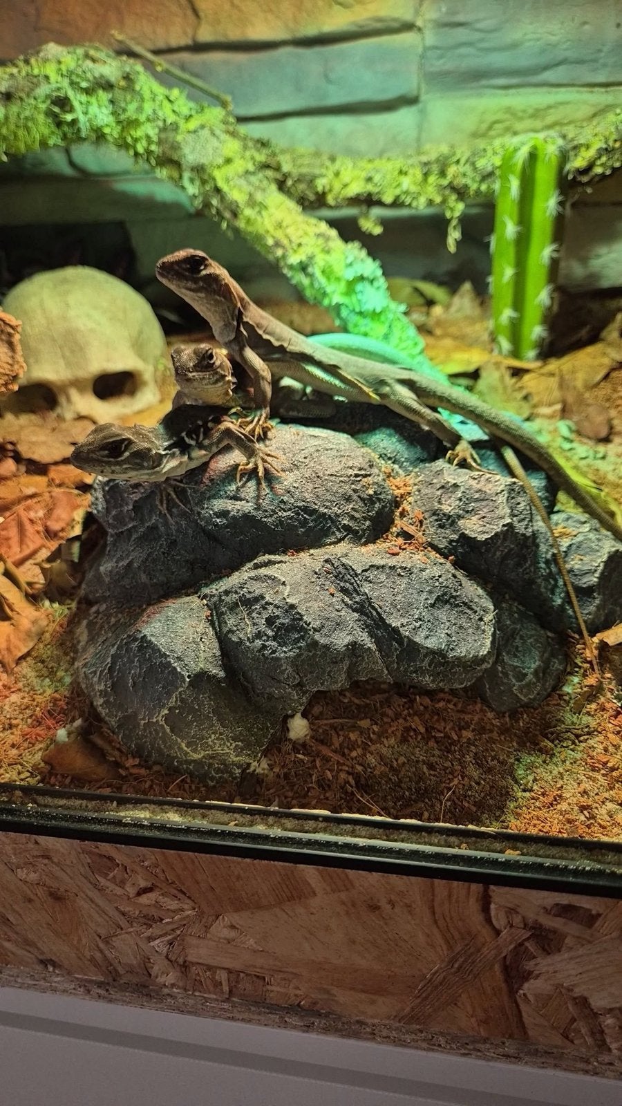 3 vlinder agamen met toebehoren (leiolepis belliana), Hagedis, Met terrarium, 3 tot 6 jaar