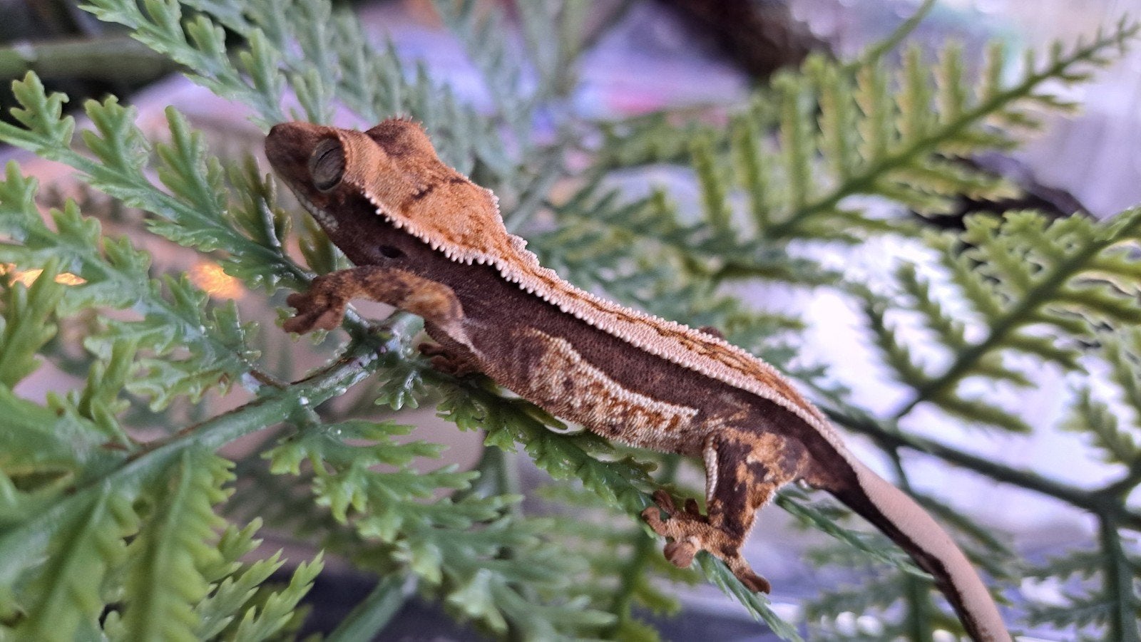 Wimpergekko baby quadstripe, met/ zonder baby terrarium, Dieren en Toebehoren, Hagedis, 0 tot 2 jaar