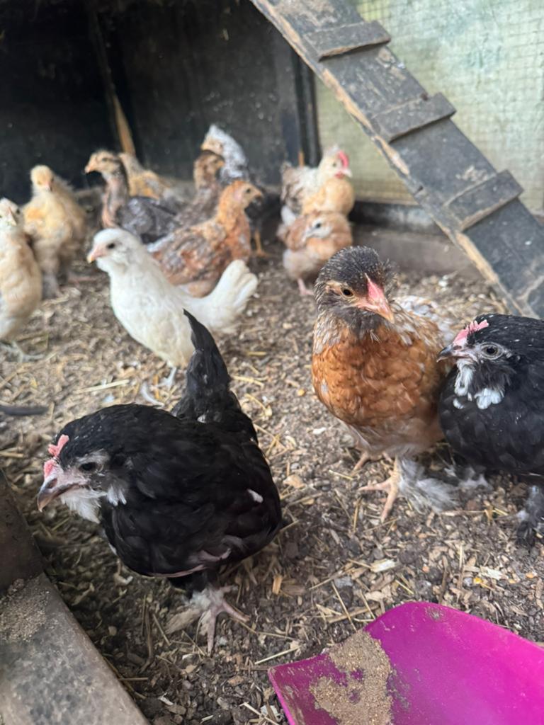 Kuikens - raskippen - legkippen, Dieren en Toebehoren, Pluimvee, Kip, Meerdere dieren