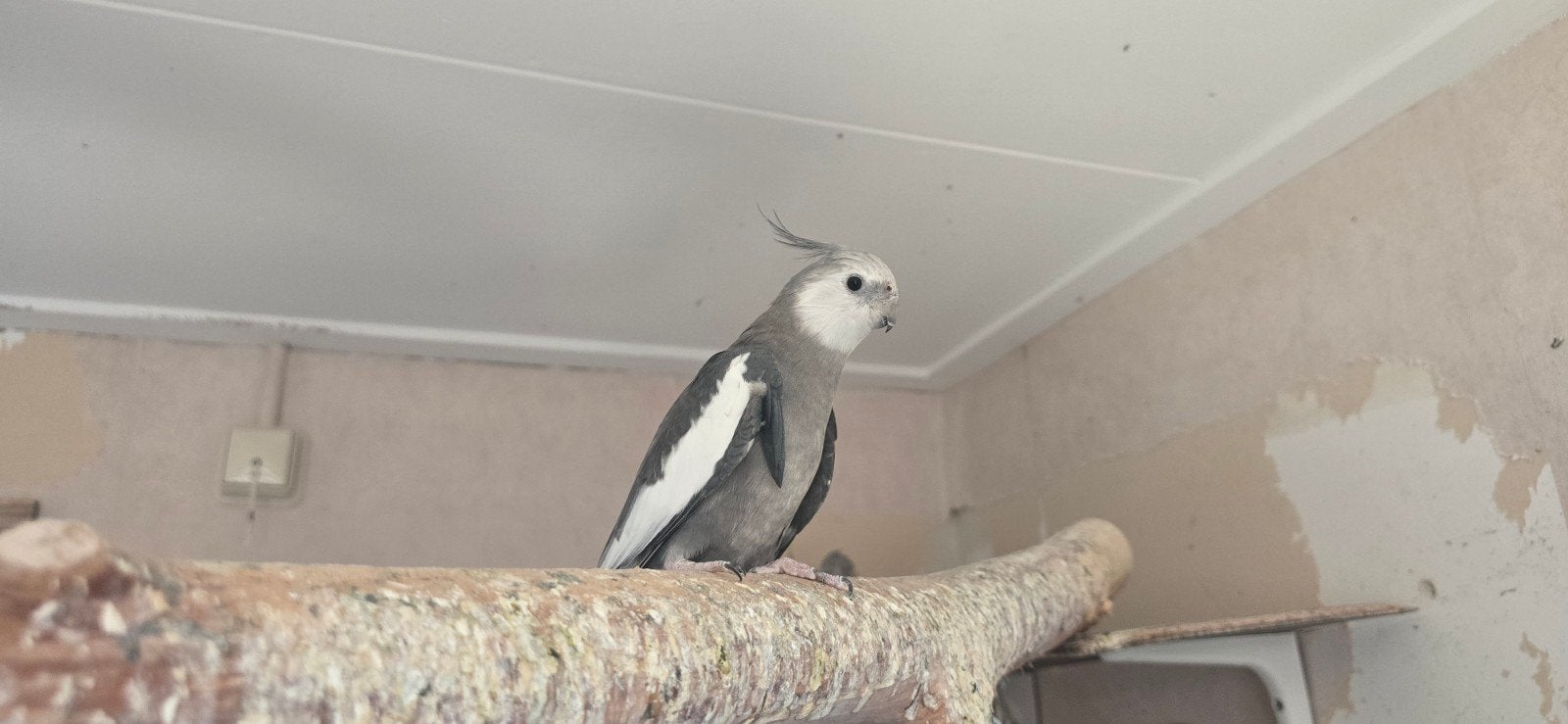 Drie leuke valkparkieten zoeken een nieuw huisje, Meerdere dieren, Parkiet, Tam