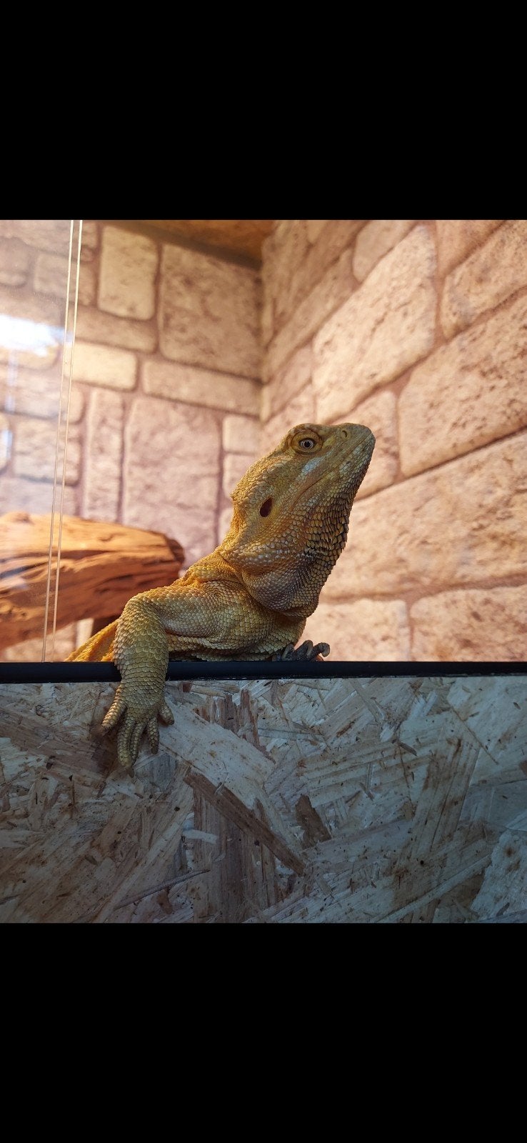Lief, tam baardagaam vrouwtje. (lees a.u.b omschrijving️) Bearded Dragon photo 2